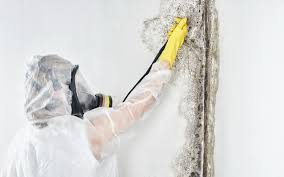 Best Comprehensive Air Testing for Mold Contaminants  in Hawthorne, FL